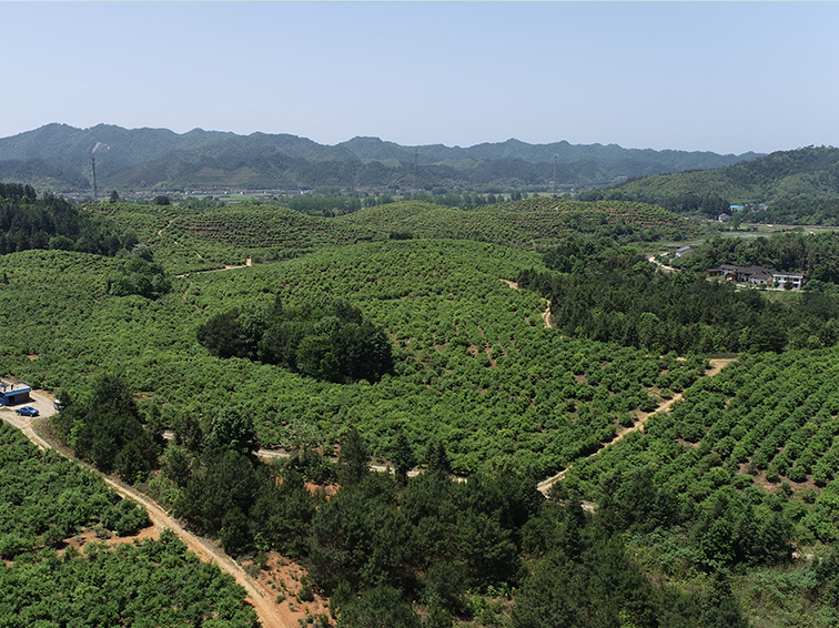 云拓油茶种植专业合作社